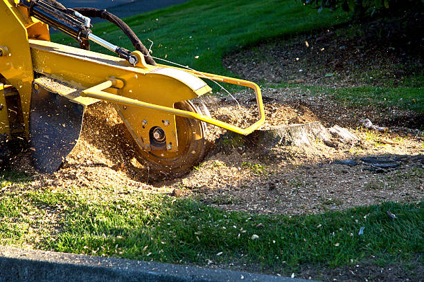 Why Choose Our Tree Removal Services in Loves Park, IL?